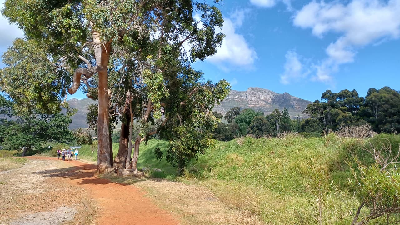 Secret Forest Cape Town logo