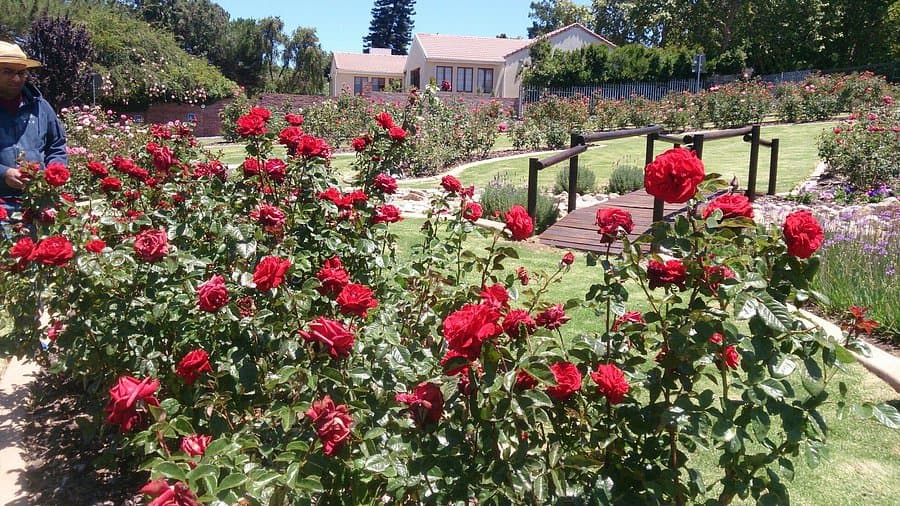 Durbanville Rose Garden logo
