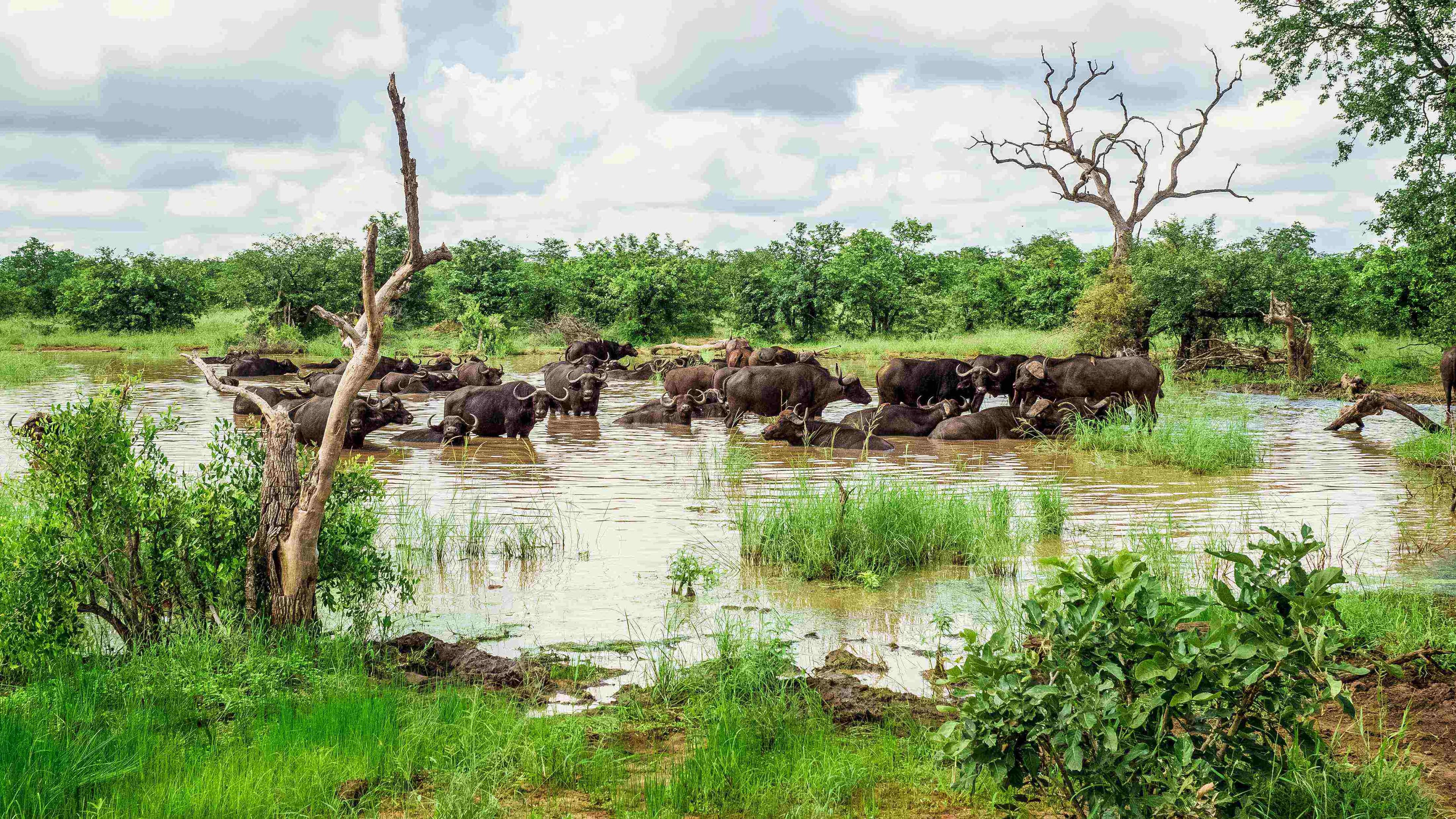 South Africa Honeymoon - Cape Town & Safari Itinerary Ideas