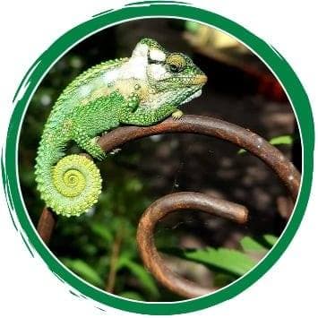  Oaks on Main Knysna  logo