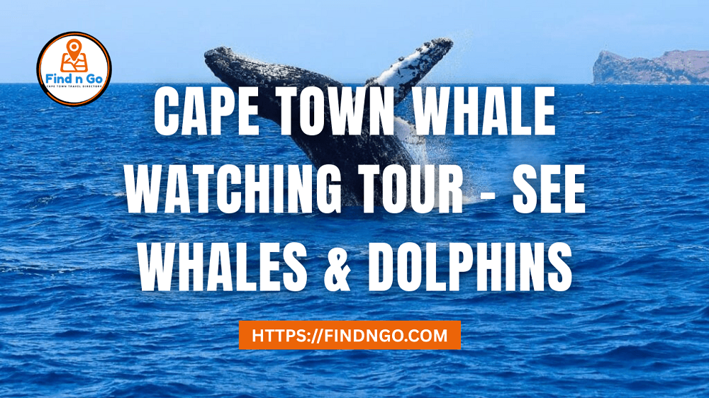 Cape Town Whale Watching Tour - See Whales & Dolphins