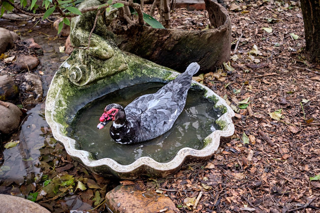 Woodstock Peace Garden logo